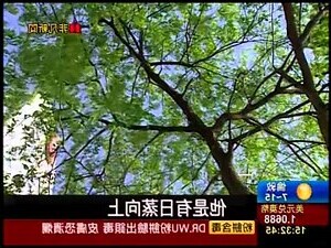 擋煞樹木