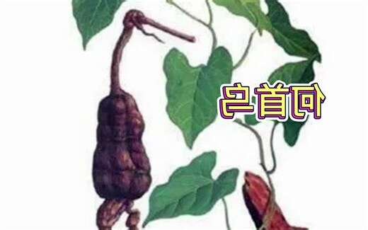 何首乌