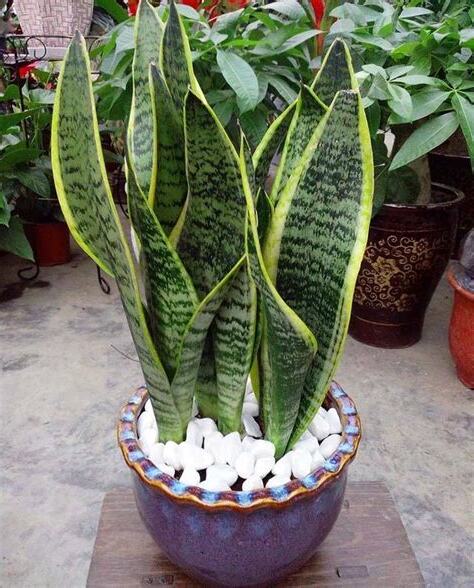 虎尾蘭種植方法