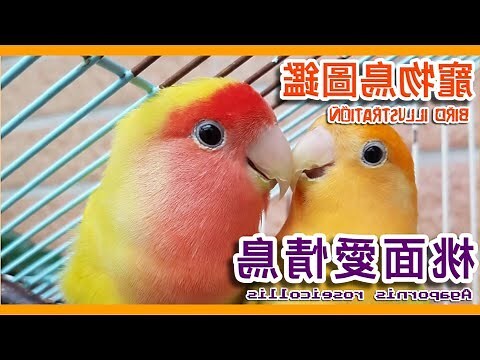 紫色愛情鳥