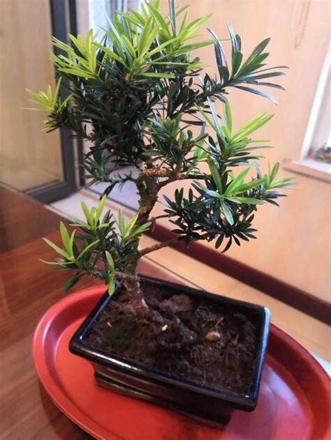 羅漢松修剪造型