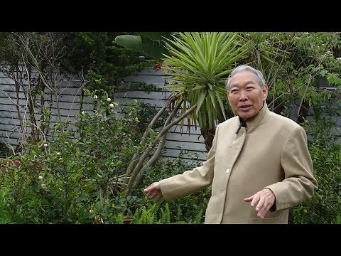 含笑花期