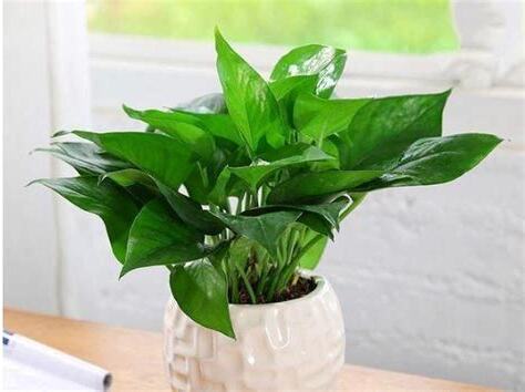 適合放書桌的植物