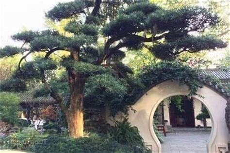 门前种什么树风水好