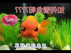 養魚吉數