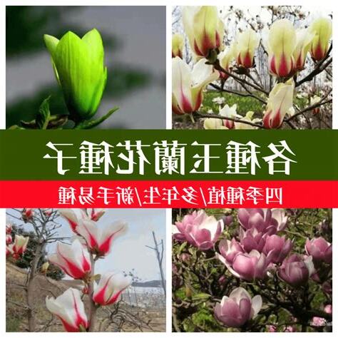 玉蘭花風水