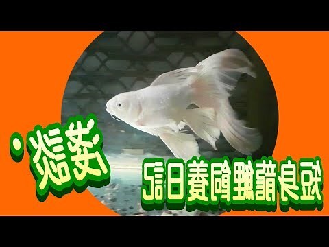 龍鯉顏色