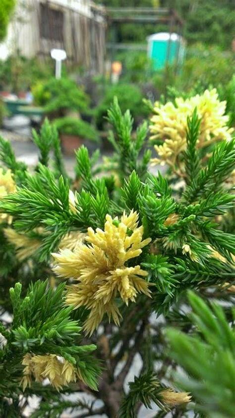 龍鳳柏風水