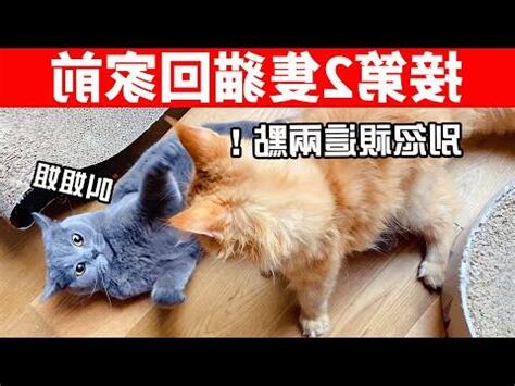 後悔養第二隻貓