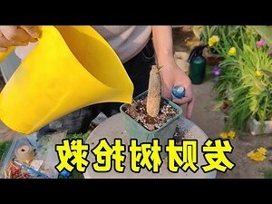 進財樹會開花嗎