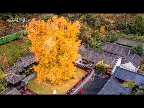 銀杏寓意