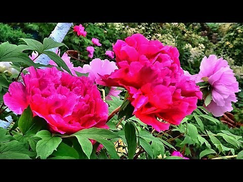 牡丹花顏色