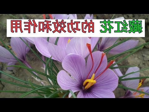 紅花禁忌