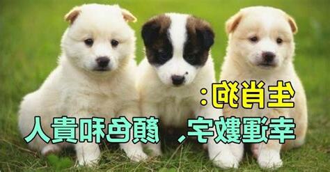 生肖狗幸運顏色