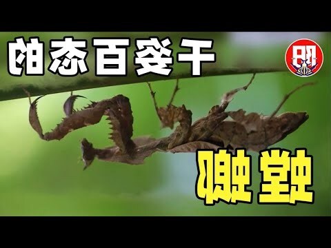 家裡有螳螂代表什麼