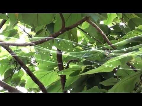 鹿樹葉的功效