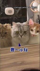 貓咪來家裡