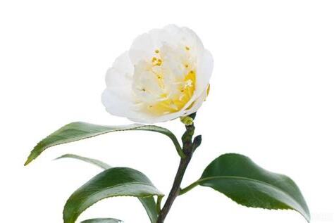 茶花風水