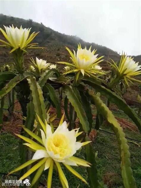 火龍果開花