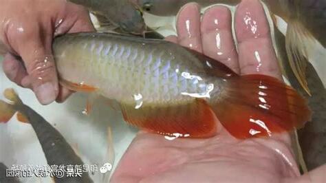 紅龍魚壽命
