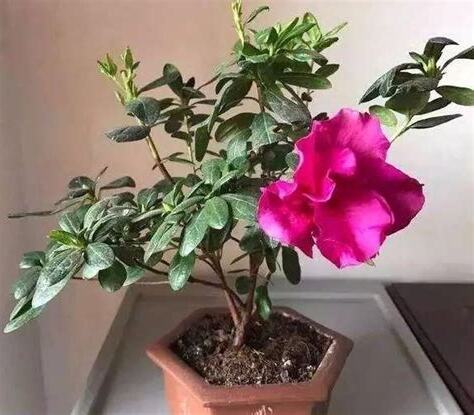 門口可以種杜鵑花嗎
