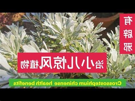 芙蓉可以吃嗎
