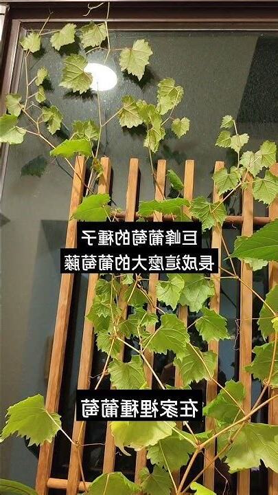 在家種葡萄
