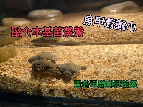 鱉可以養在水裡嗎