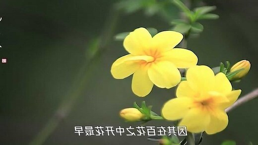 春天開的花有哪些