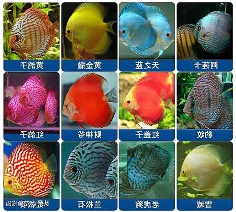 七彩魚
