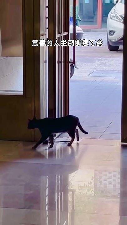 流浪貓在門口