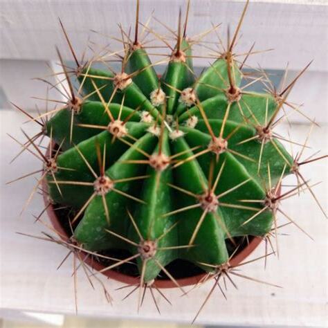 八卦紅仙人掌用途