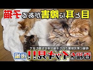 百福清心福全