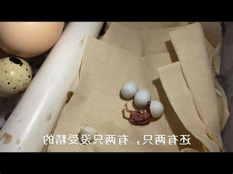 夢見鳥蛋孵化