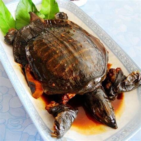 鱉魚