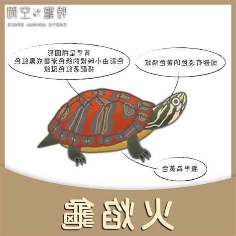 烏龜看得到嗎