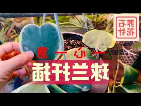 心型毬蘭風水