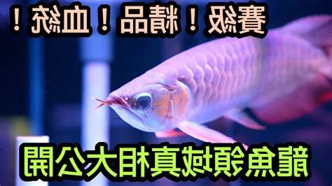 紅龍意思
