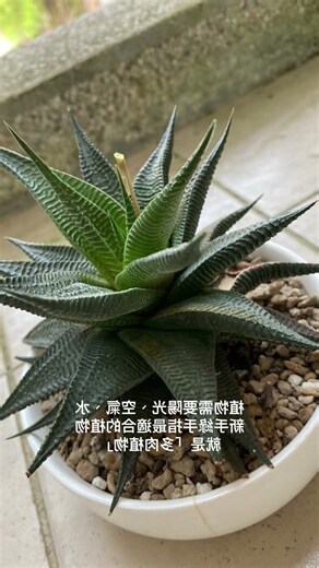 適合辦公室的多肉植物