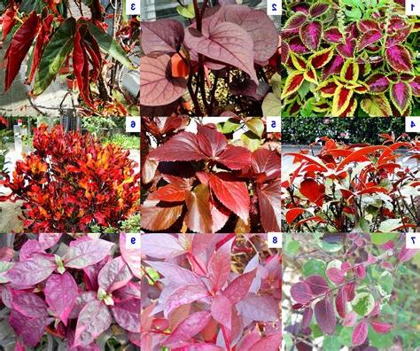 紅色錢多多植物