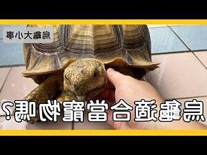 不適合養烏龜的生肖