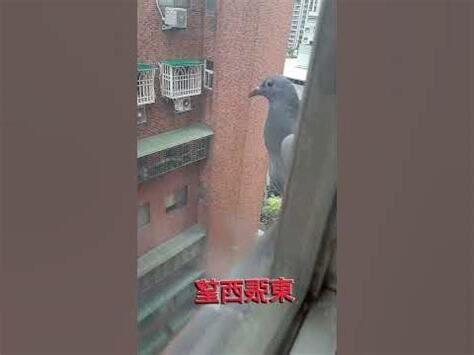 鴿子飛來家裡