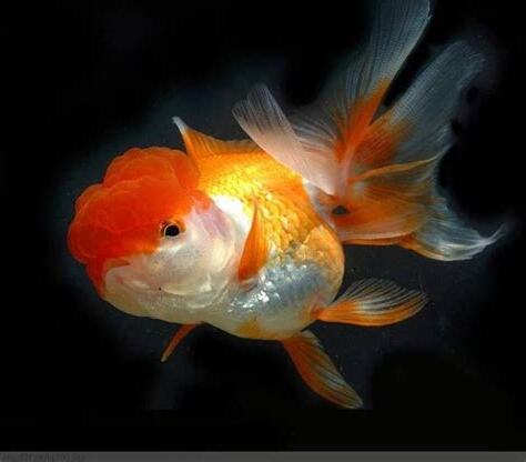 魚的品種