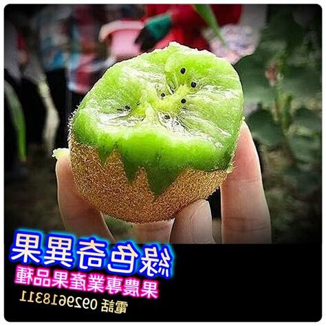 奇異果盆栽