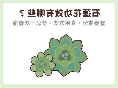 石蓮花禁忌