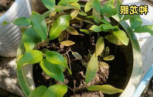 龙眼树风水