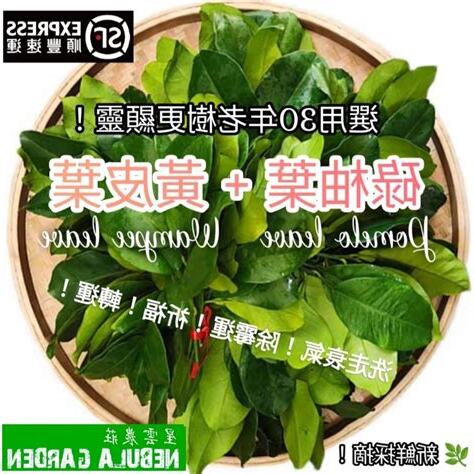 碌柚樹