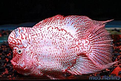 羅漢魚品種
