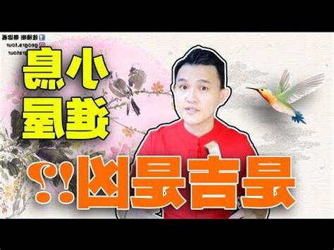 小鳥飛進家裏什麼意思