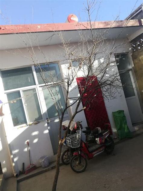 庭院種樹禁忌